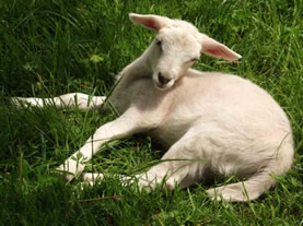 7 day ewe lamb