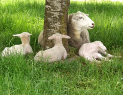 hair lambs with Mohawk