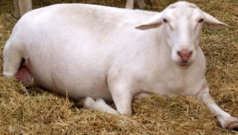 n2 white dorper katahdin  ewe