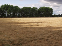 july heat pasture gone