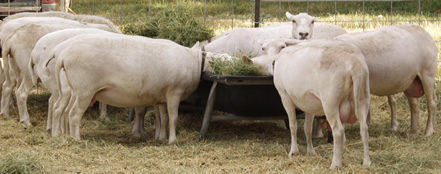 white dorper katahdin ewes