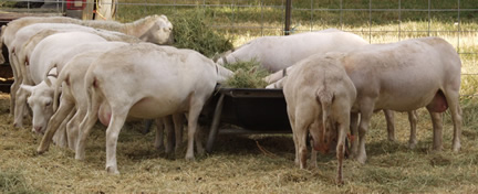 matriarch mist and her ewes