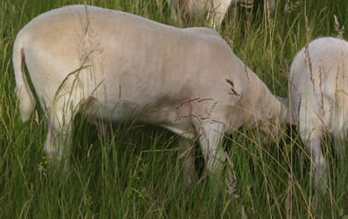 45 day old hair ram