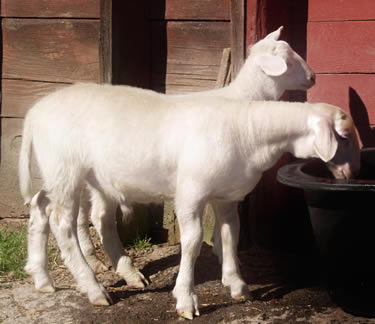 twin hair lambs drinking water