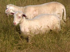 lustrous ram lambs