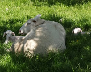 two day old hair lambs with mom