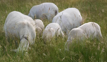 ewe with hair lambs grazing