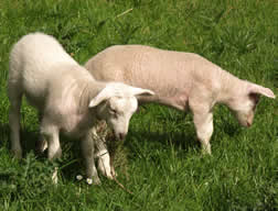 white coat and lustrous coat hair lambs