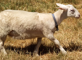 young hair ewe lamb