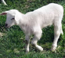 4 day old hair ewe