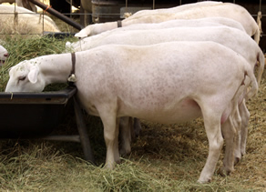 white dorper katahdin ewes 