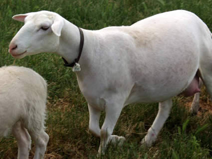 yrling ewe with twins