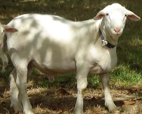 breeding herd sire hair ram 