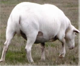 Dorper hair sheep shed out