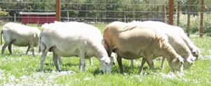 katahdin hair ewes shedding winter coats