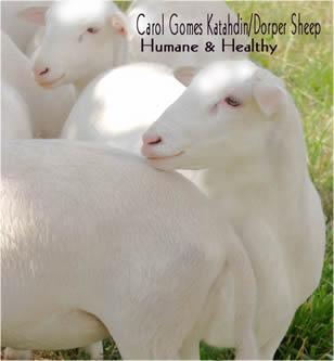 katahdin dorper hair lambs logo