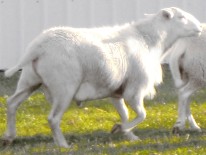 dorper katahdin ram with winter hair coat