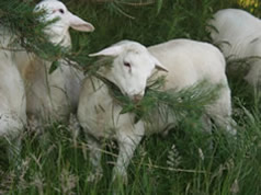 2 month dorper hair lamb