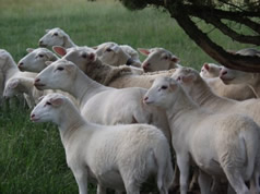 hair sheep lambs