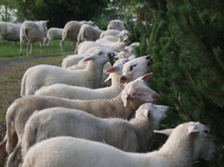 hair lambs eating 