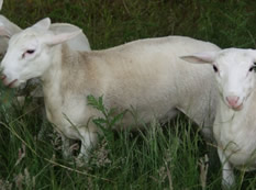 hair ram lambs