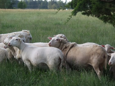 dorper katahdin ewes