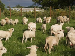 hair lambs in april