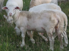 ram lamb 2 months