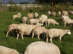 hair sheep on lush pasture