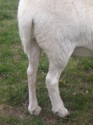 hair sheep with no dock shorter natural tail