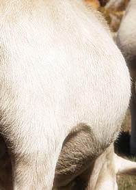 hair sheep with natural shedding coat 