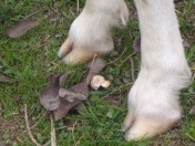 hair sheep with no hoof trims