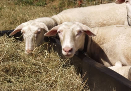 lustrous yrling hair ewes