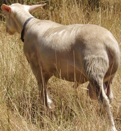 3 1/2 month lustrous ram lamb