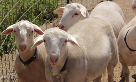 lustrous ram lamb on far left