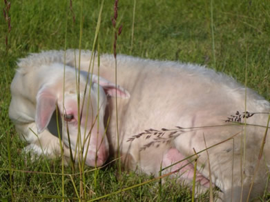 lustrous coat hair lamb