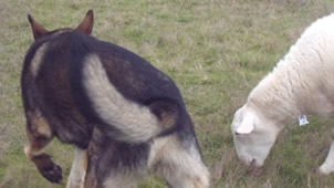 Aulee herding approach from left