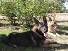 German shepherd herding dogs