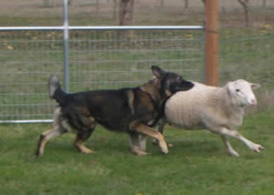 German shepherd herding hair ram