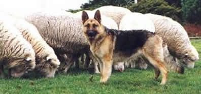 German shepherd herding dog niki