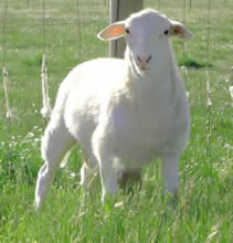 dorper katahdin hair ram lamb 3 weeks