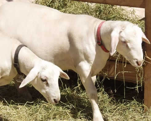 white dorper katahdin ram lamb