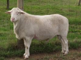 kathadin dorper herd sire I