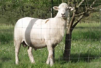 katahdin hair ram shed off