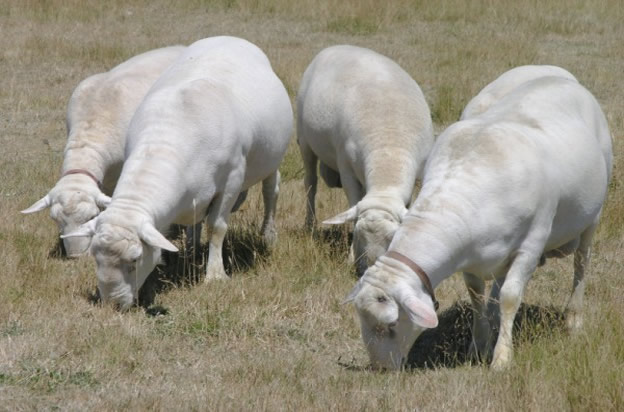 white dorper katahdin herd sires 