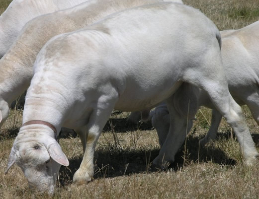 tuco white dorper hair ram as yrling