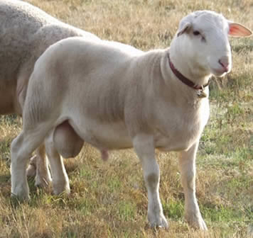 peatee herd sire 6 white dorper hair ram