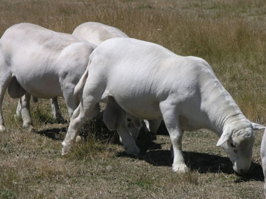 peatee montese tuco grazing