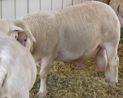 dorper katahdin hair herd sire Pigee