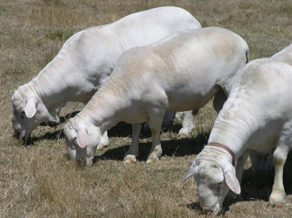 hair rams grazing